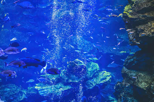 the underwater view Kyoto aquarium, Kyoto, Japan