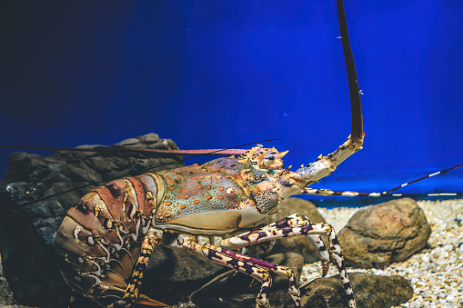 the Lobster in marine aquarium, Kyoto aquarium