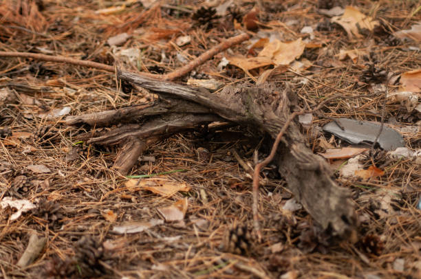 istock The ground in the pine forest is covered with needles 1465699144