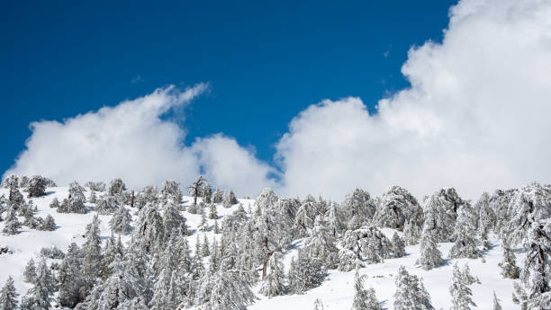 istock Winter snow landscape at the mountains. Snow-covered coniferous trees 1465699656