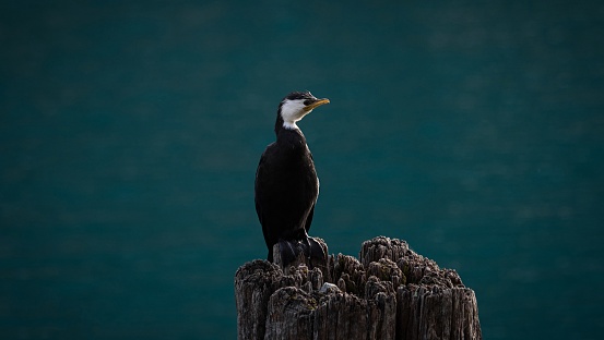 Close up view of black and white australian pied shag cormorant bird standing on wooden tree stump at Fortune Bobs Cove, Mount Creighton Queenstown Lake Wakatipu Otago South Island New Zealand