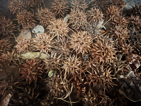 Sweet Gum Tree Pods