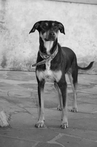 istock Black and white photograph of a beautiful doberman 1465704363