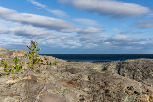 istock One lonely goldenrod growing on a rocky seascape 1465710629