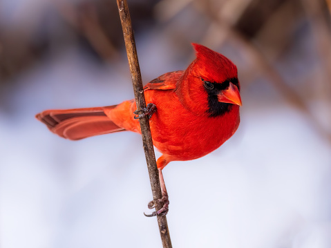 The vibrant red color of a male Northern Cardinal (Cardinalis cardinalis) sitting on the branch is highlighted  against a white snowy background.