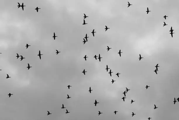 Birds ornithology animal migration