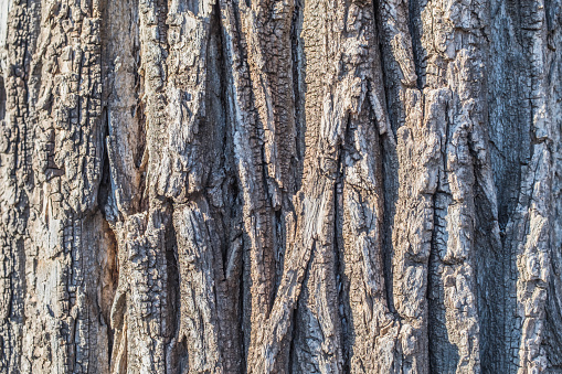 Tree bark texture, trunk, epidermis, tropical tree, cracked
