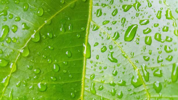 istock Green leaf with drops of water. After the rain. 1465721241