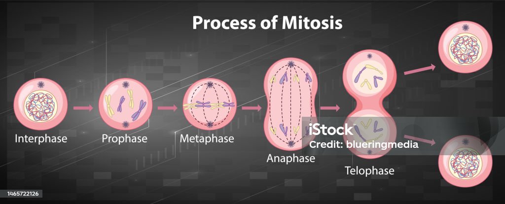 Process Of Mitosis Phases With Explanations Stock Illustration ... Biology Diagrams