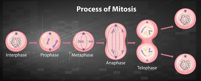 Process Of Mitosis Phases With Explanations Stock Illustration ... Biology Diagrams