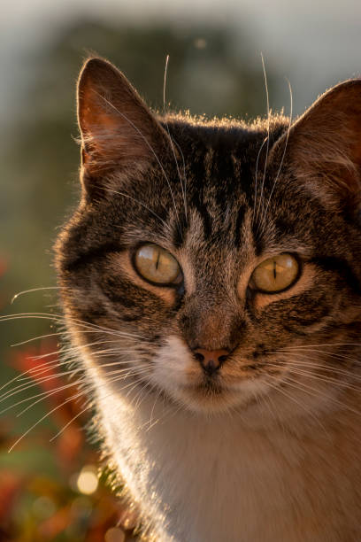 Intimate close-up of a tabby cat with striking yellow-green eyes and finely textured fur. The cat’s brown, black, and gray striped coat is sharply defined against a softly blurred background, drawing attention to its focused gaze and delicate whiskers. Ideal for pet photography, emotional storytelling, and visual content emphasizing animal expression and detail.