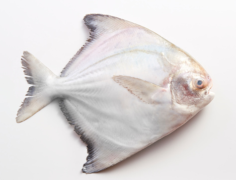 Fresh pomfret isolated on white background