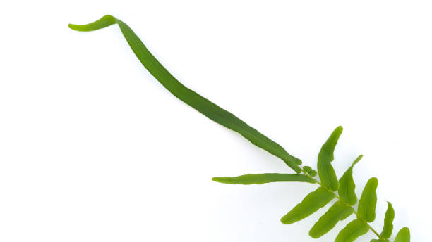 istock Green leaves on white background. Botanical frame flatlay. Eco design and spring nature flat lay concept. 1465725054