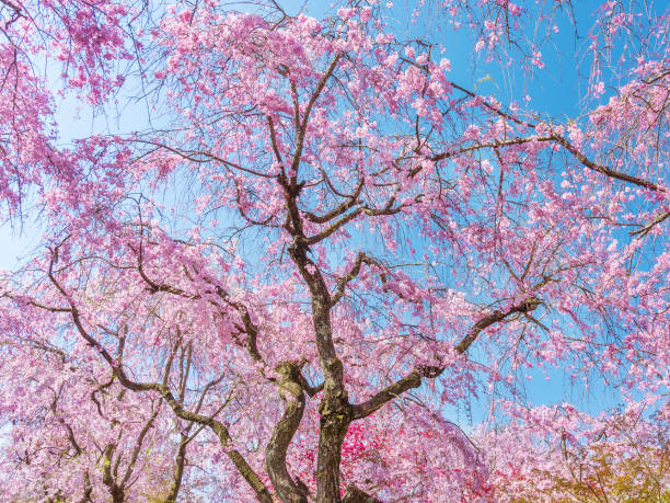 istock Beautiful cherry sakura flower tree blossom with blue sky background 1465725535