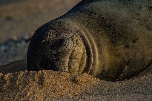 An Endangered Hawaiian Monk Seal taking a nap on the beach in Oahu, Hawaii. These seals are endemic to the Hawaiian Islands. Although very rare to see them underwater, they are commonly seen resting on the beach and basking in the sunlight.