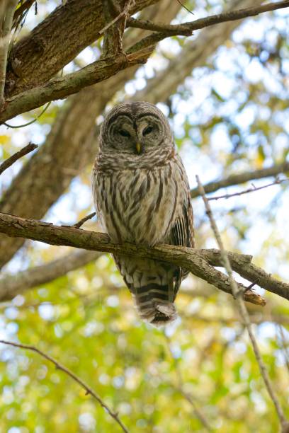 istock Barred Owl (Strix varia) perches on a willow branch in daylight and squints at the viewer 1465728067