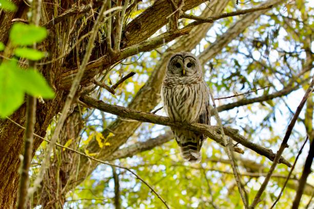 istock Barred Owl (Strix varia) on a Willow branch during a daylight rain shower 1465728077