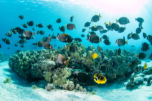 An abundance of reef fishes swimming together amongst the Hawaiian reefs.