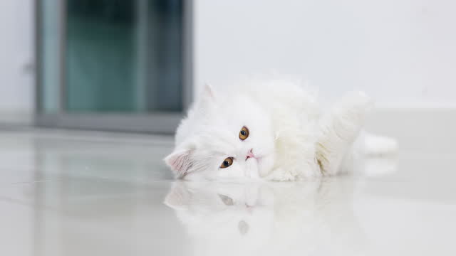 Rolling Persian cat