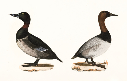 The Bastard Broadbill and Canvass-back ducks lithograph 1844