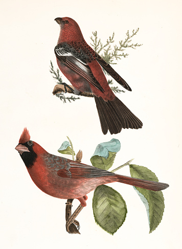 Pine Bullfinch and Cardinal Grosbeak lithograph 1844