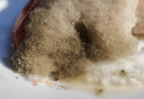 Colonies of different bacteria and mold fungi cultivated from indoor air.