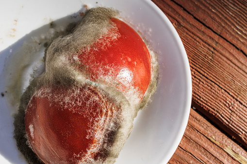 Gray mold covers two rotten tomatoes on a white plate.