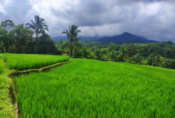 istock refreshing natural scenery of mountains and rice fields and a little overcast 1465735005