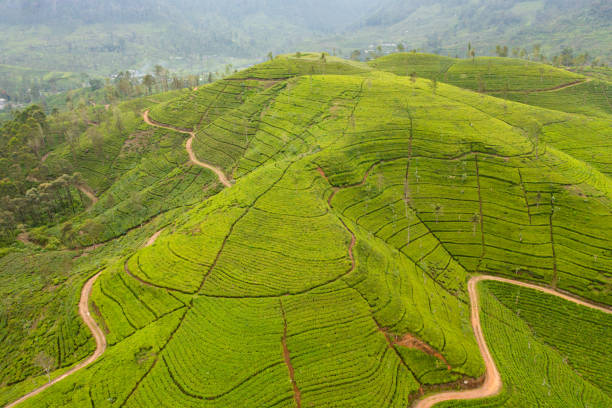 istock Tea plantation on top of mountain. 1465736550