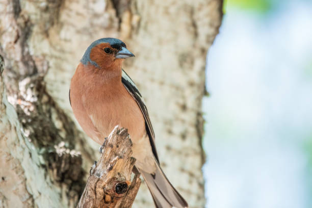 istock Common chaffinch, Fringilla coelebs, sits on a tree. Common chaffinch in wildlife. 1465736805