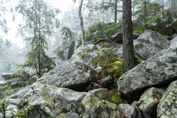 Large mountain stones. Background and texture of mountain stones with moss. Mountains and fog. Stones with lichen. Large mountain stones. Background and texture of mountain stones with moss. Mountains and fog. Stones with lichen. Moss, grass and trees. lycopodiaceae photos stock pictures, royalty-free photos & images