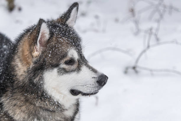 istock Alaskan Malamute Puppy 1465738332