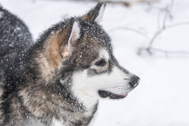 istock Alaskan Malamute Puppy 1465738334