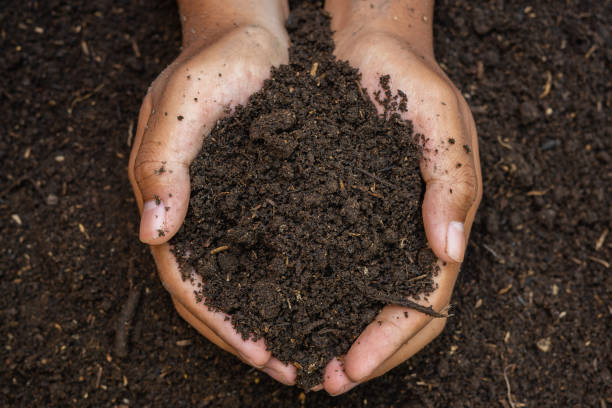 istock Two hands holding fertile soil 1465739058