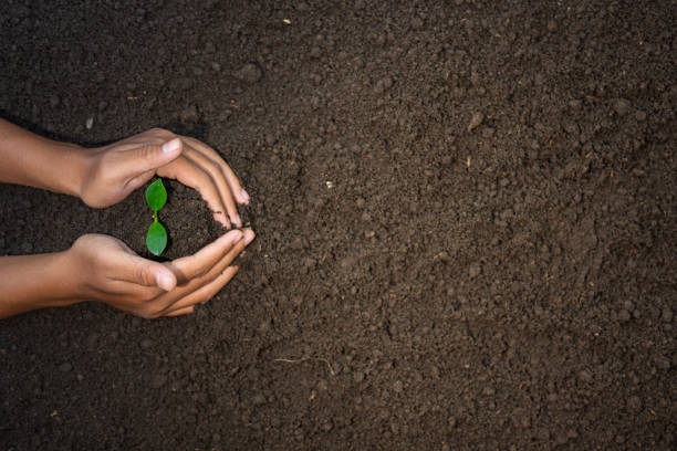 istock Two Hands Spanning Care for Plant Seeds 1465739059