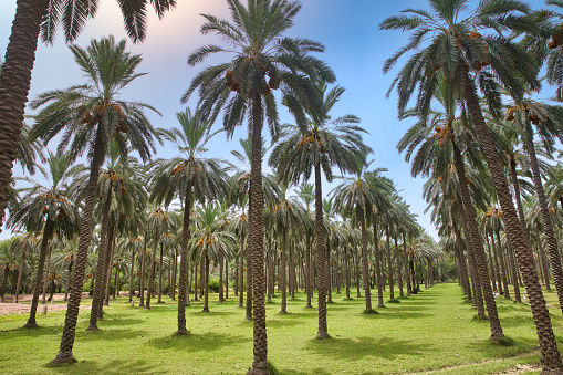 Panoramic view of palm tree called Morichales in Apure state ,Venezuela.