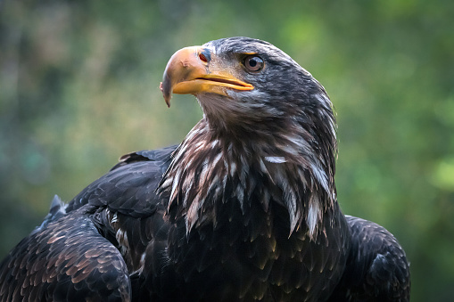 Bald and golden eagles in portrait