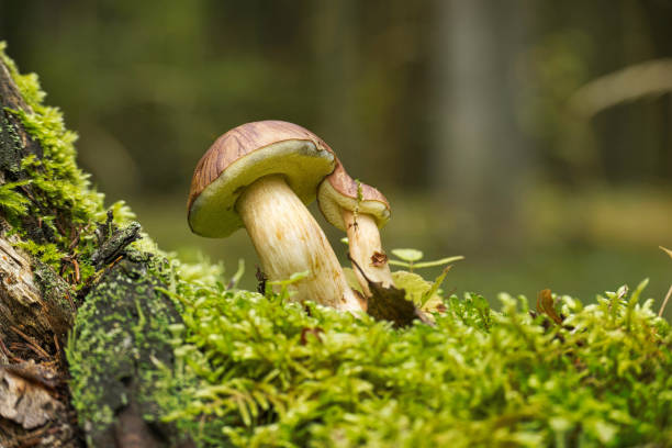 Pinewood king bolete mushroom growing on lush green moss stock photo