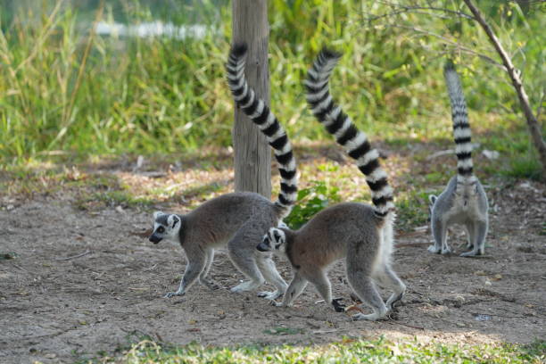 istock Furry lemurs roam the ground for food. 1465742932