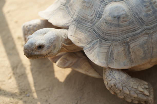 istock close-up turtle walks on the sand looking for food. 1465743919