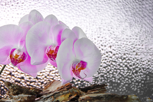 Three white-pink orchid flowers on background of beautifully blurred drops, greeting card, copy space