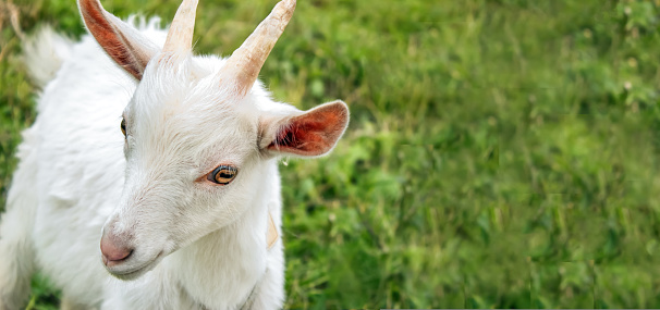 White goat, looking into camera, against background of green grass, close-up portrait, copy space, banner