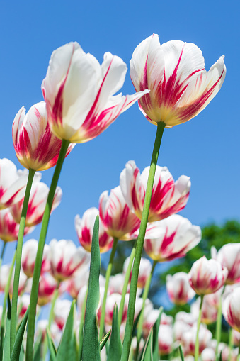 Flowers in garden in spring season. Tulips against blue sky in park. Natural flower background