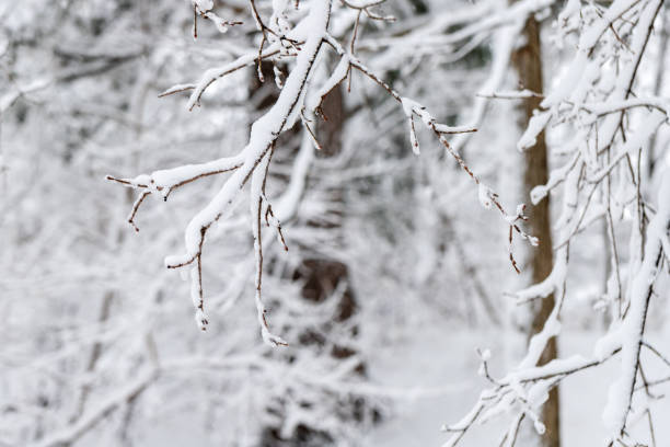 istock Tree branches covered with snow in park or forest in winter 1465744976