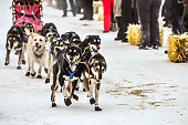 Dogs of the Race - Dogsledding in Alaska