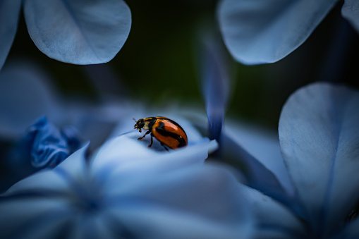 a lady bird on a blue plumbago flower