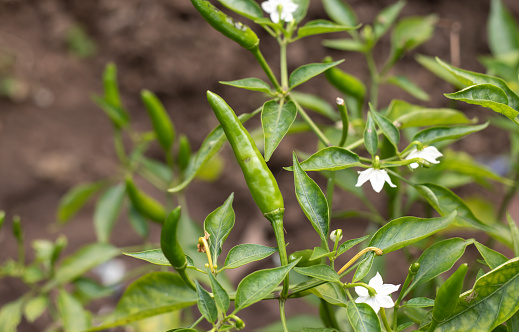 Organic Green Chilli on Its Plant with Selective Focus in Horizontal Orientation