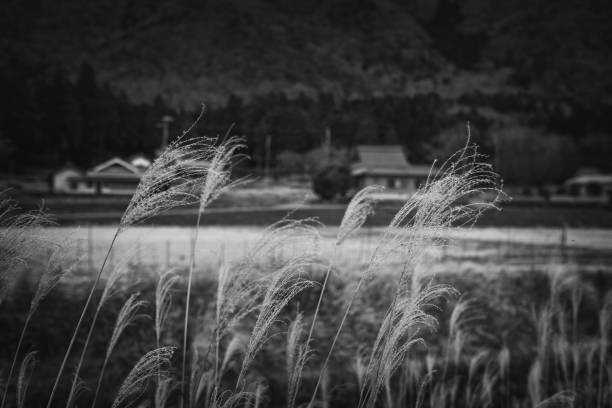 日本の田舎とススキのイメージ
