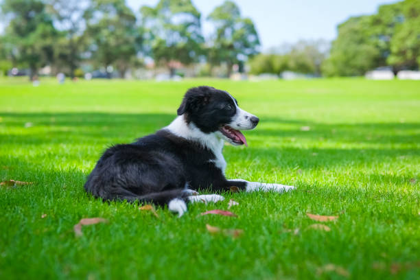 istock Border Collie puppy 1465753140