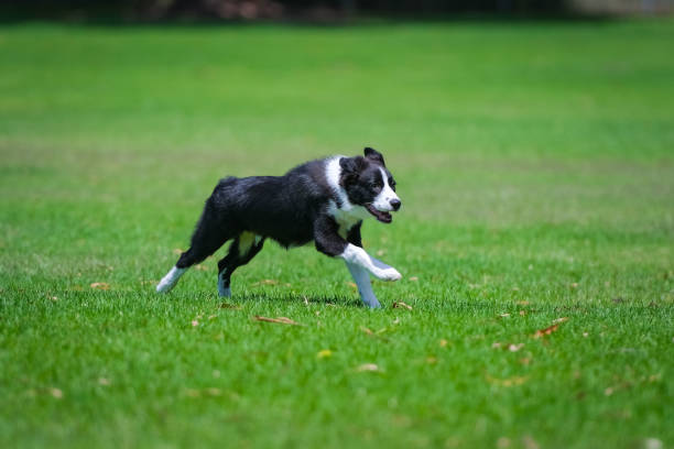 istock Border Collie puppy 1465753144